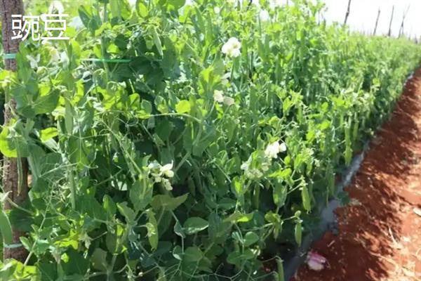 7月份可以露天种哪些蔬菜，香菜、豆角、茄子等品种均适合栽培