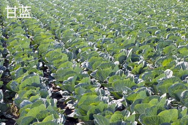 7月份可以露天种哪些蔬菜，香菜、豆角、茄子等品种均适合栽培