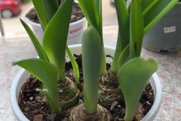 虎眼万年青怎么养殖，春秋季节每周浇水1-2次