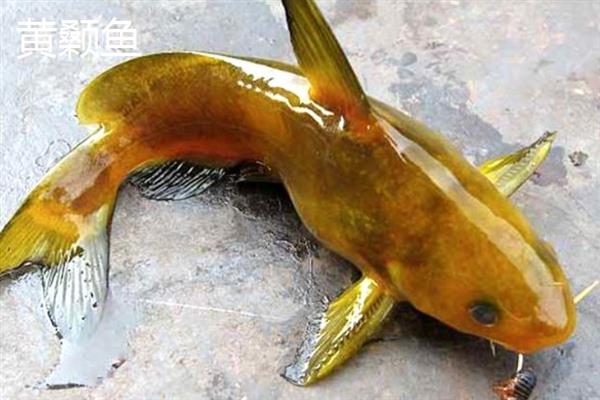 黄腊丁的习性，具有底栖性、杂食性、变温性