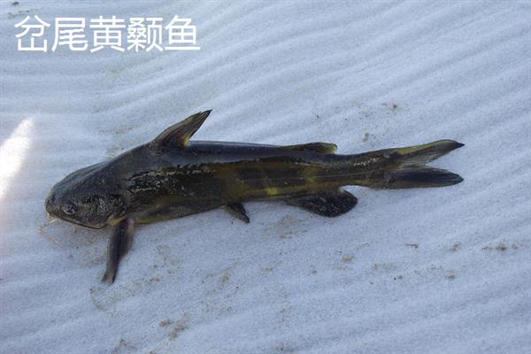 黄腊丁的习性，具有底栖性、杂食性、变温性