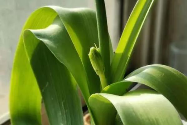 虎眼万年青怎么养殖，春秋季节每周浇水1-2次