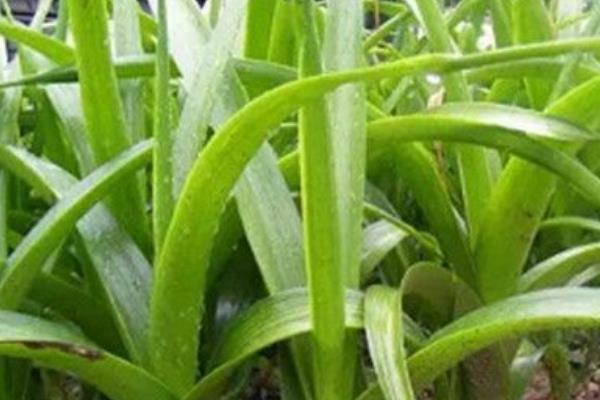 虎眼万年青怎么养殖，春秋季节每周浇水1-2次