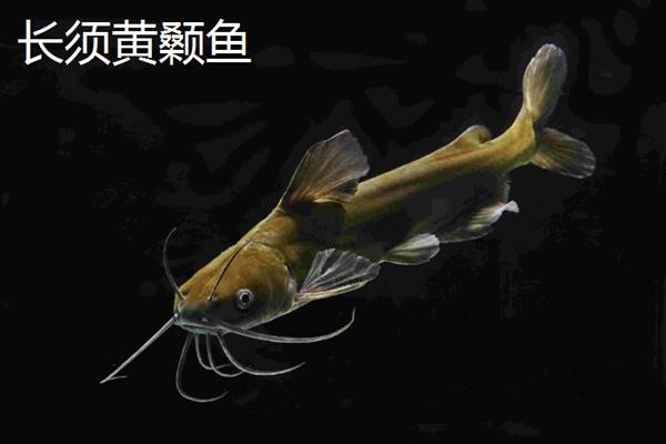 黄腊丁的习性，具有底栖性、杂食性、变温性