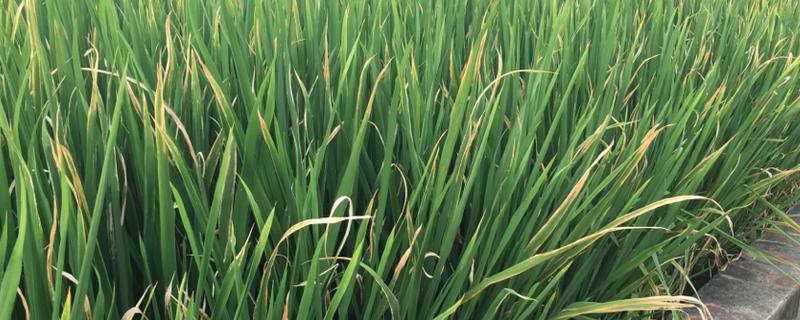 水稻叶尖为什么发黄，患有白叶枯病、缺少养分、晴天打药均会导致