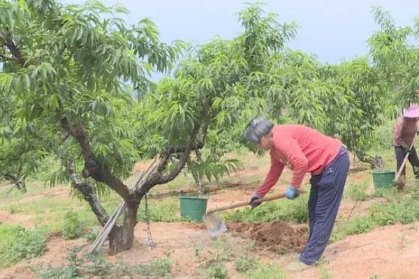 桃子的施肥技术,基肥通常以有机肥为主