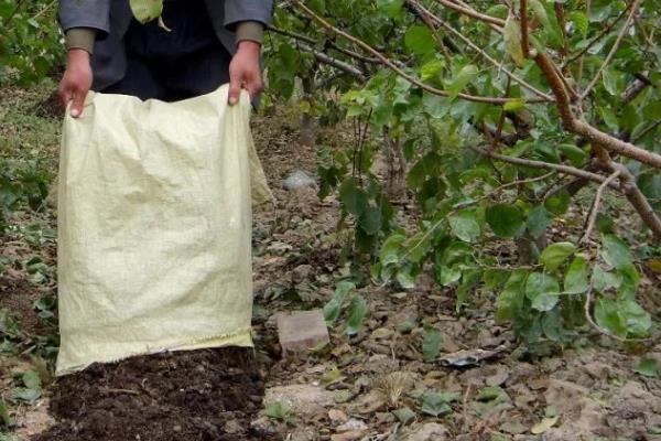 桃子的施肥技术,基肥通常以有机肥为主