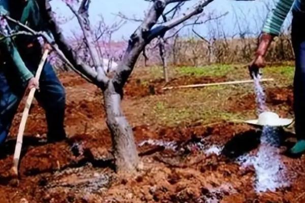 桃子的施肥技术,基肥通常以有机肥为主