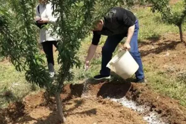 桃子的施肥技术,基肥通常以有机肥为主