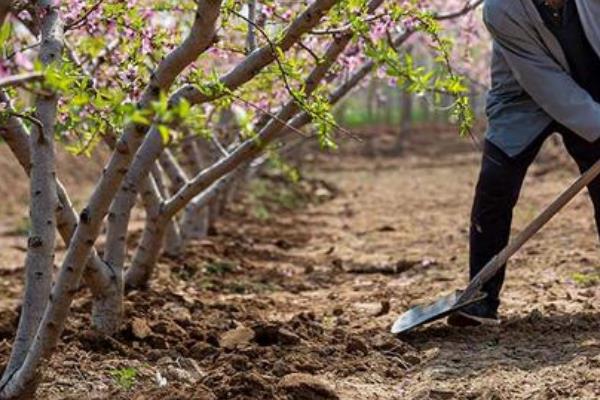 桃子的施肥技术,基肥通常以有机肥为主