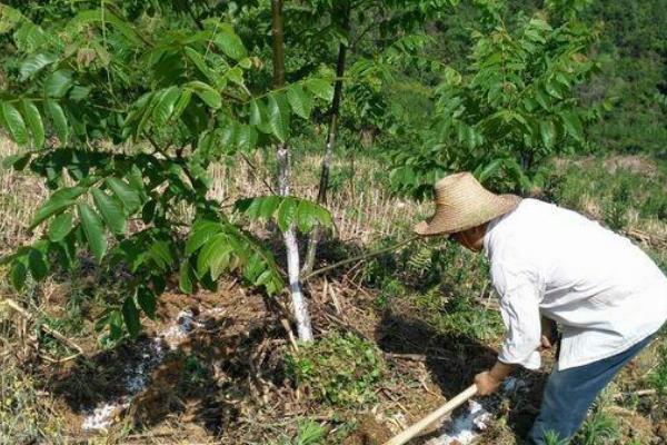 桃子的施肥技术,基肥通常以有机肥为主