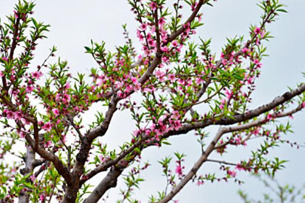 桃子的施肥技术,基肥通常以有机肥为主