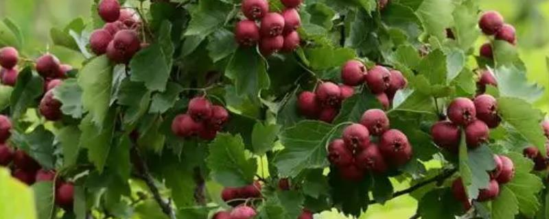 山楂的保存方法,以下4种方式均可采取