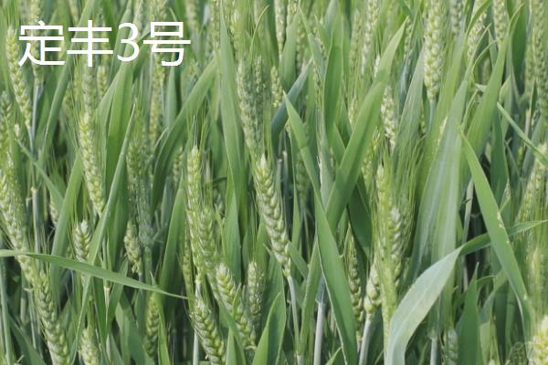 哪些小麦是国家一级抗旱品种，洛旱12、石麦22、冀麦38等品种均很耐旱