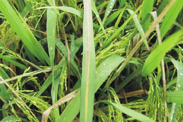 水稻叶尖为什么发黄，患有白叶枯病、缺少养分、晴天打药均会导致