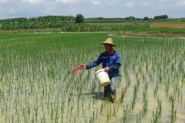 水稻叶尖为什么发黄，患有白叶枯病、缺少养分、晴天打药均会导致