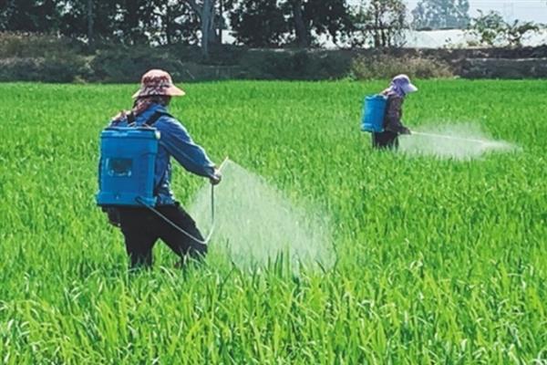 水稻叶尖为什么发黄，患有白叶枯病、缺少养分、晴天打药均会导致