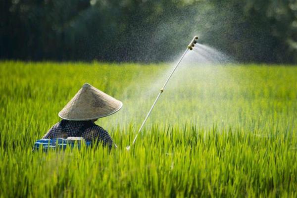 水稻叶尖为什么发黄，患有白叶枯病、缺少养分、晴天打药均会导致