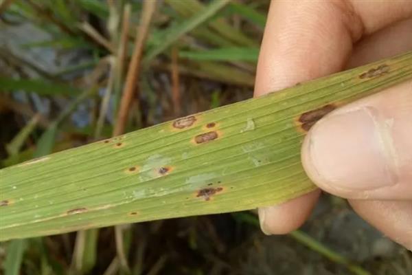 水稻叶尖为什么发黄，患有白叶枯病、缺少养分、晴天打药均会导致