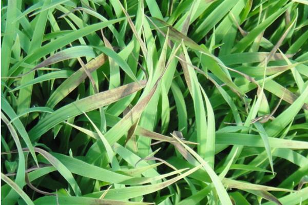 水稻叶尖为什么发黄，患有白叶枯病、缺少养分、晴天打药均会导致