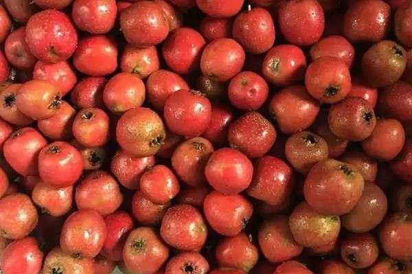 山楂的保存方法,以下4种方式均可采取