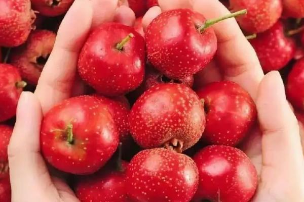 山楂的保存方法,以下4种方式均可采取