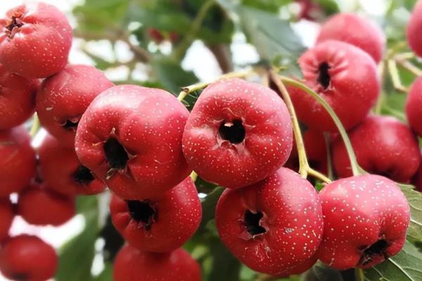 山楂的保存方法,以下4种方式均可采取