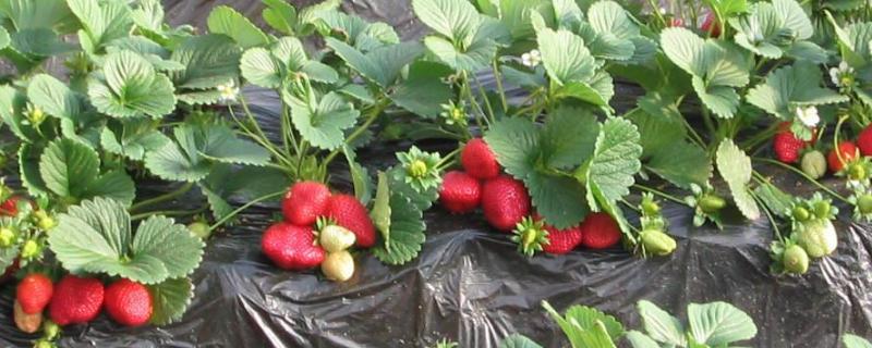 种草莓要施什么肥，主要以施加农家肥和化学肥料为主