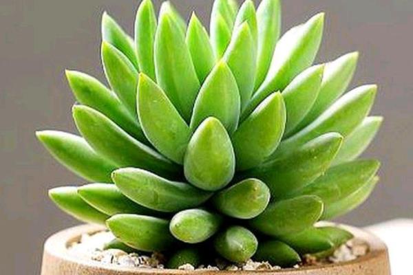 千手观音植物的种类，常见的有观叶植物、千佛手多肉等