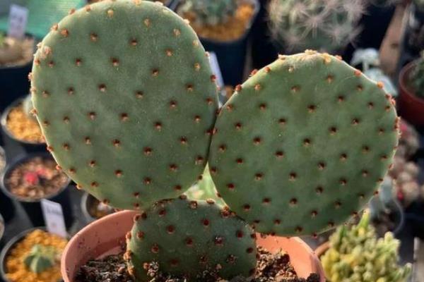 千手观音植物的种类，常见的有观叶植物、千佛手多肉等