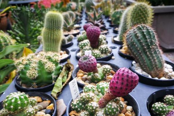 千手观音植物的种类，常见的有观叶植物、千佛手多肉等