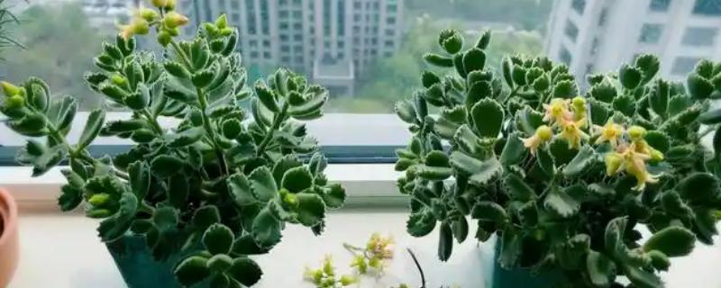 熊童子开花代表什么，具有青春活泼、生机蓬勃、坚韧不拔的寓意