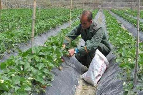 种草莓要施什么肥，主要以施加农家肥和化学肥料为主