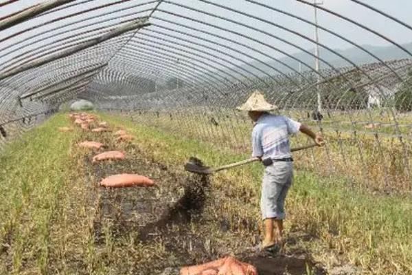 种草莓要施什么肥，主要以施加农家肥和化学肥料为主