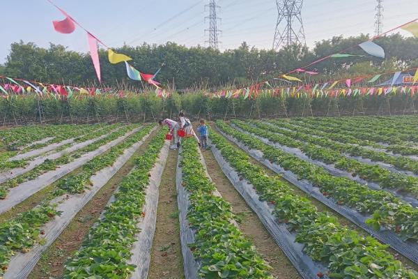 种草莓要施什么肥，主要以施加农家肥和化学肥料为主