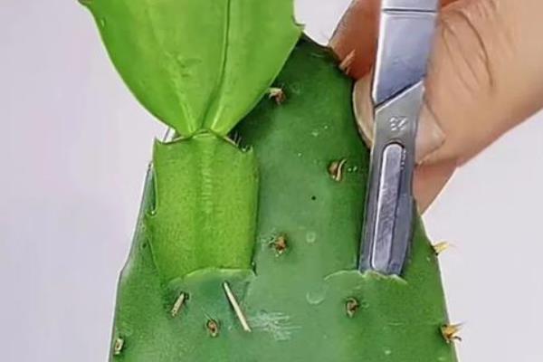 蟹爪兰嫁接后如何管理，嫁接后一定要将其移到遮荫处养护