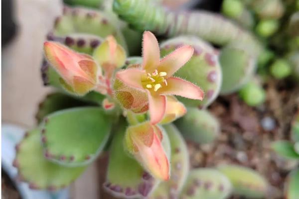 熊童子开花代表什么，具有青春活泼、生机蓬勃、坚韧不拔的寓意