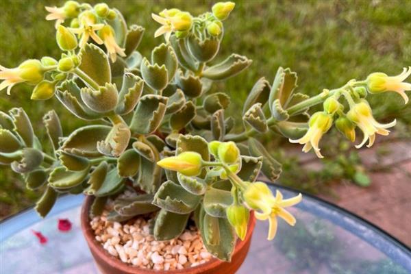 熊童子开花代表什么，具有青春活泼、生机蓬勃、坚韧不拔的寓意
