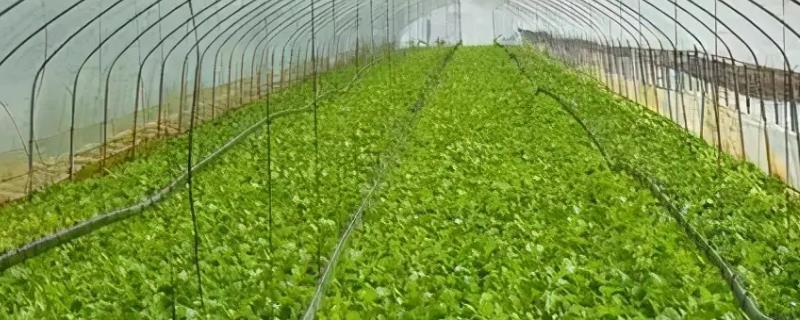 大棚菜的施肥技巧，根据作物的发育阶段施尿素