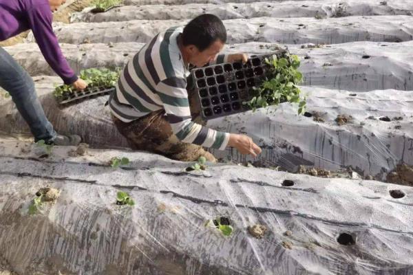 如何露地种植香瓜，把种子晒晾4小时再播种覆膜