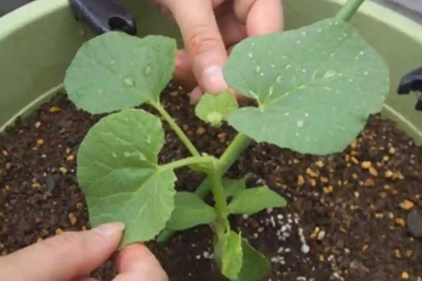 如何露地种植香瓜，把种子晒晾4小时再播种覆膜
