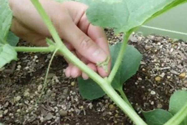 如何露地种植香瓜，把种子晒晾4小时再播种覆膜