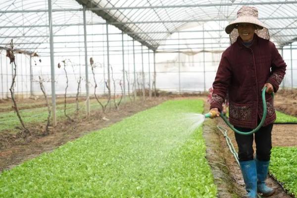 大棚菜的施肥技巧，根据作物的发育阶段施尿素