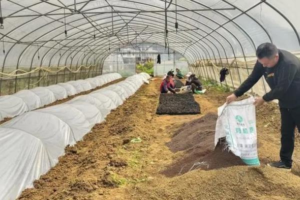 大棚菜的施肥技巧，根据作物的发育阶段施尿素