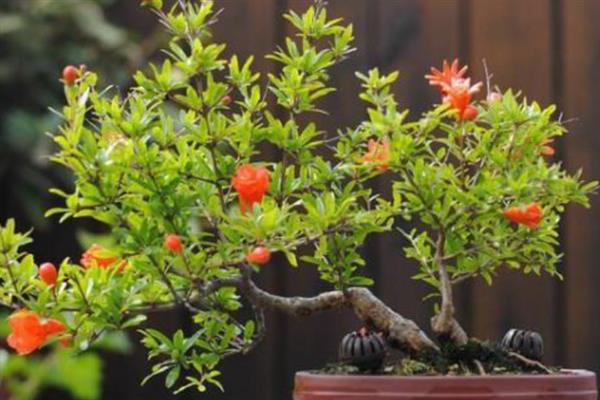 石榴树黄叶脱落还能不能挽救，处理过后还能挽救