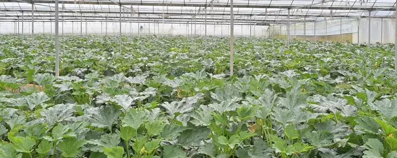 早春西葫芦的种植技术，播种期一般为1月下旬至2月上旬