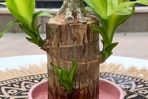 巴西木该如何修剪，首先确定要修剪的枝桠
