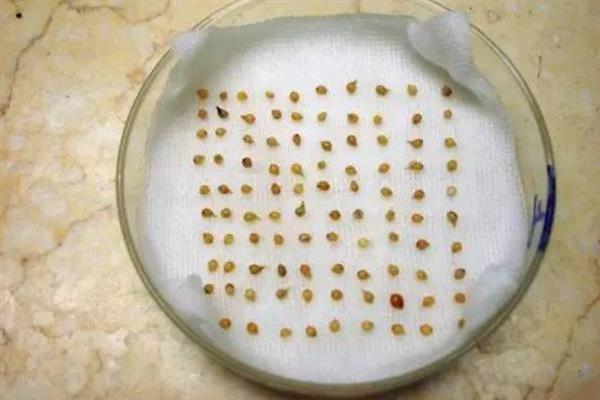 早春西葫芦的种植技术，播种期一般为1月下旬至2月上旬