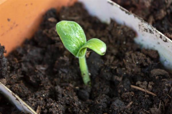 早春西葫芦的种植技术，播种期一般为1月下旬至2月上旬