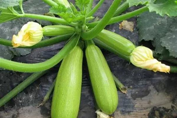 早春西葫芦的种植技术，播种期一般为1月下旬至2月上旬